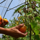 Image for article titled Black Farmers, Civil Groups ‘Enraged’ After Joe Biden Selects Tom Vilsack Over Rep. Marcia Fudge to Head USDA